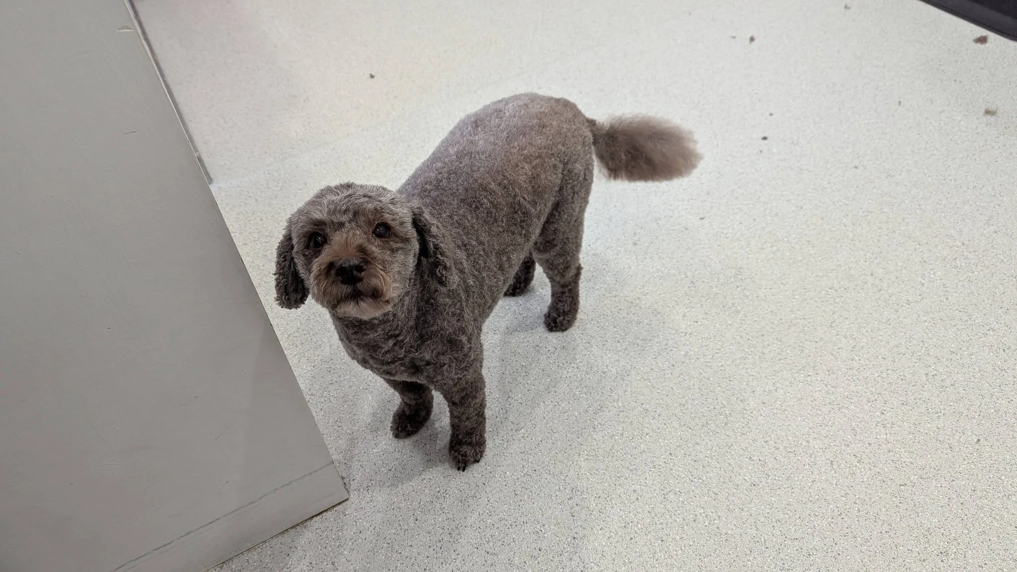 Grey schnoodle freshly groomed standing on the salon floor