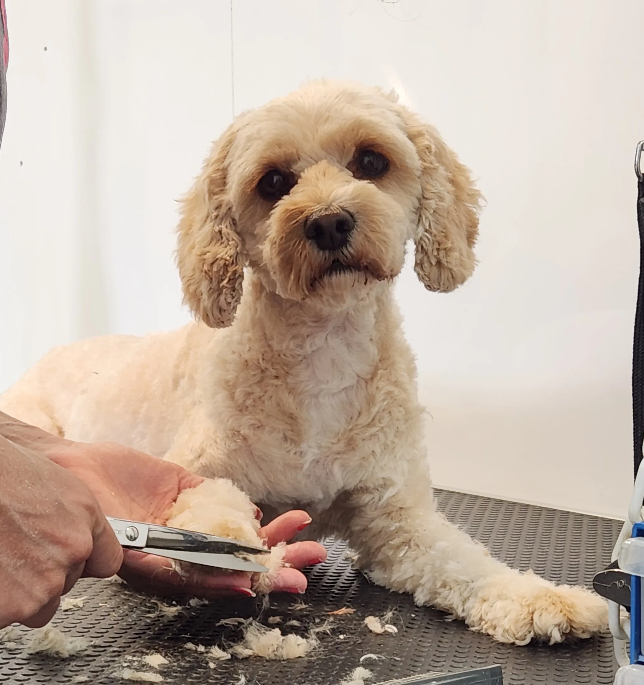 Cream cavoodle on the grooming table, a hand with scissors carefully trimming around its paw