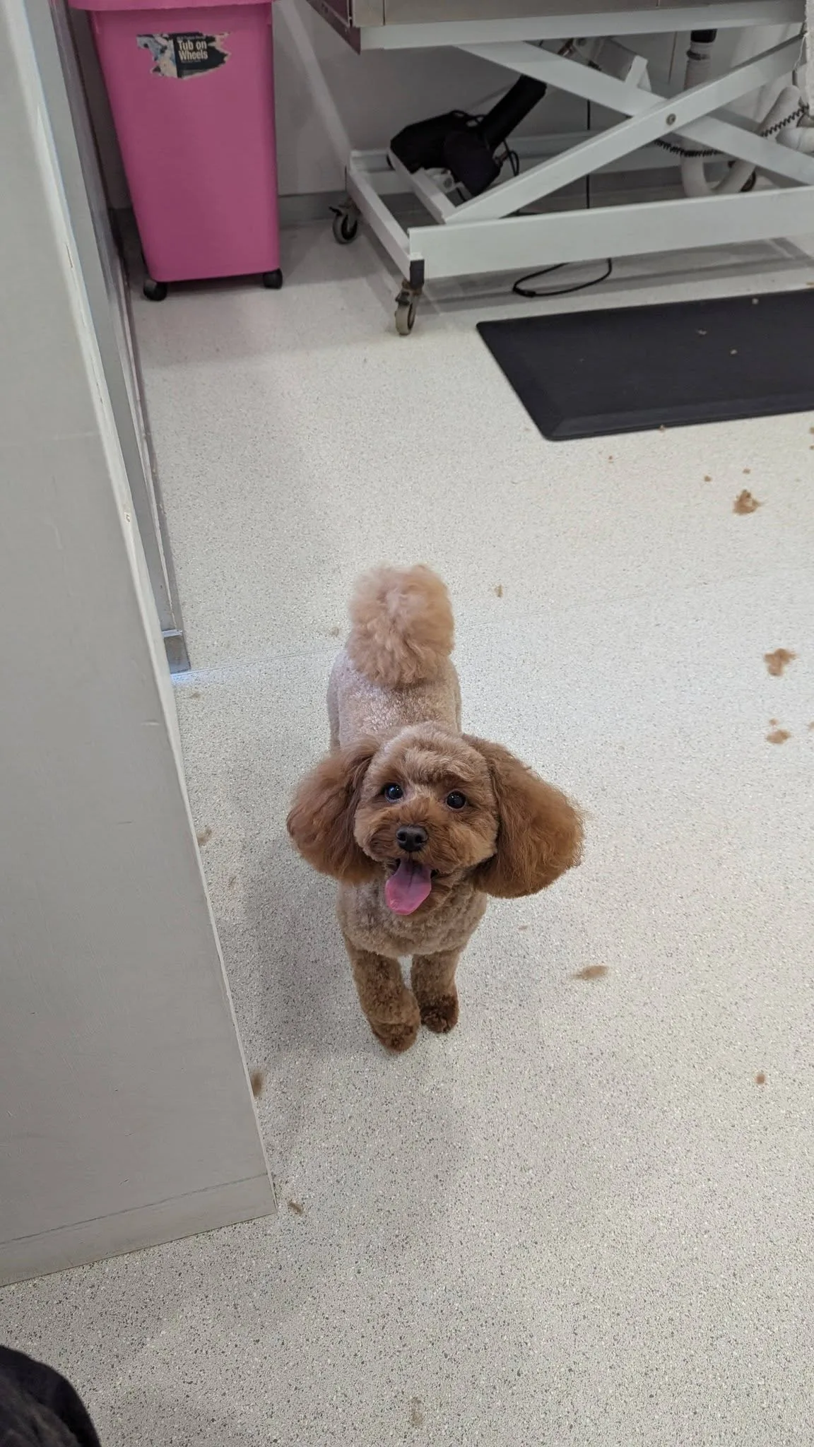 Apricot toy poodle with a fluffy topknot, tongue out, looking up cheerfully