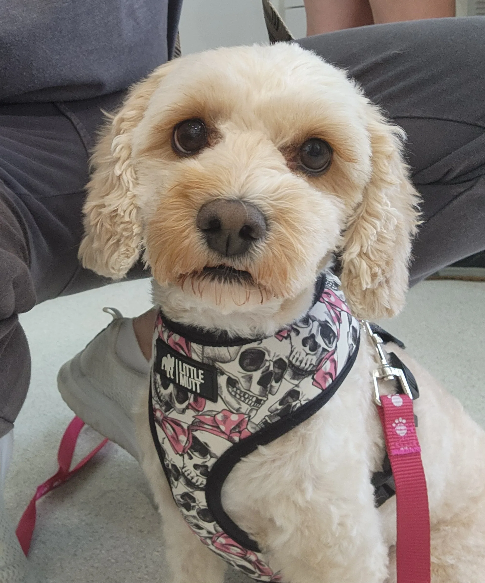 Cream cockapoo after a full groom, sitting and looking calm