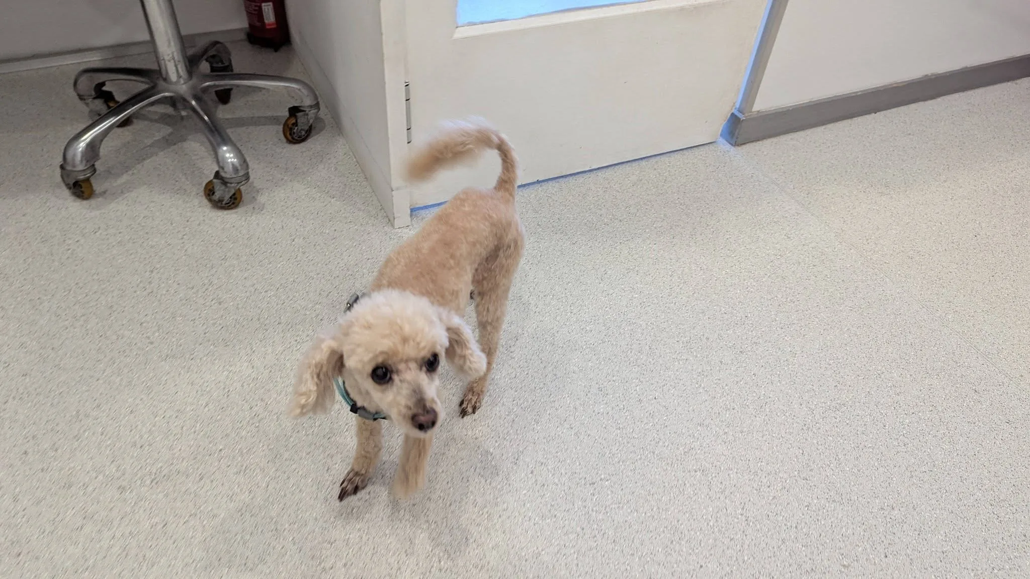 Cream apricot poodle freshly groomed near the salon door