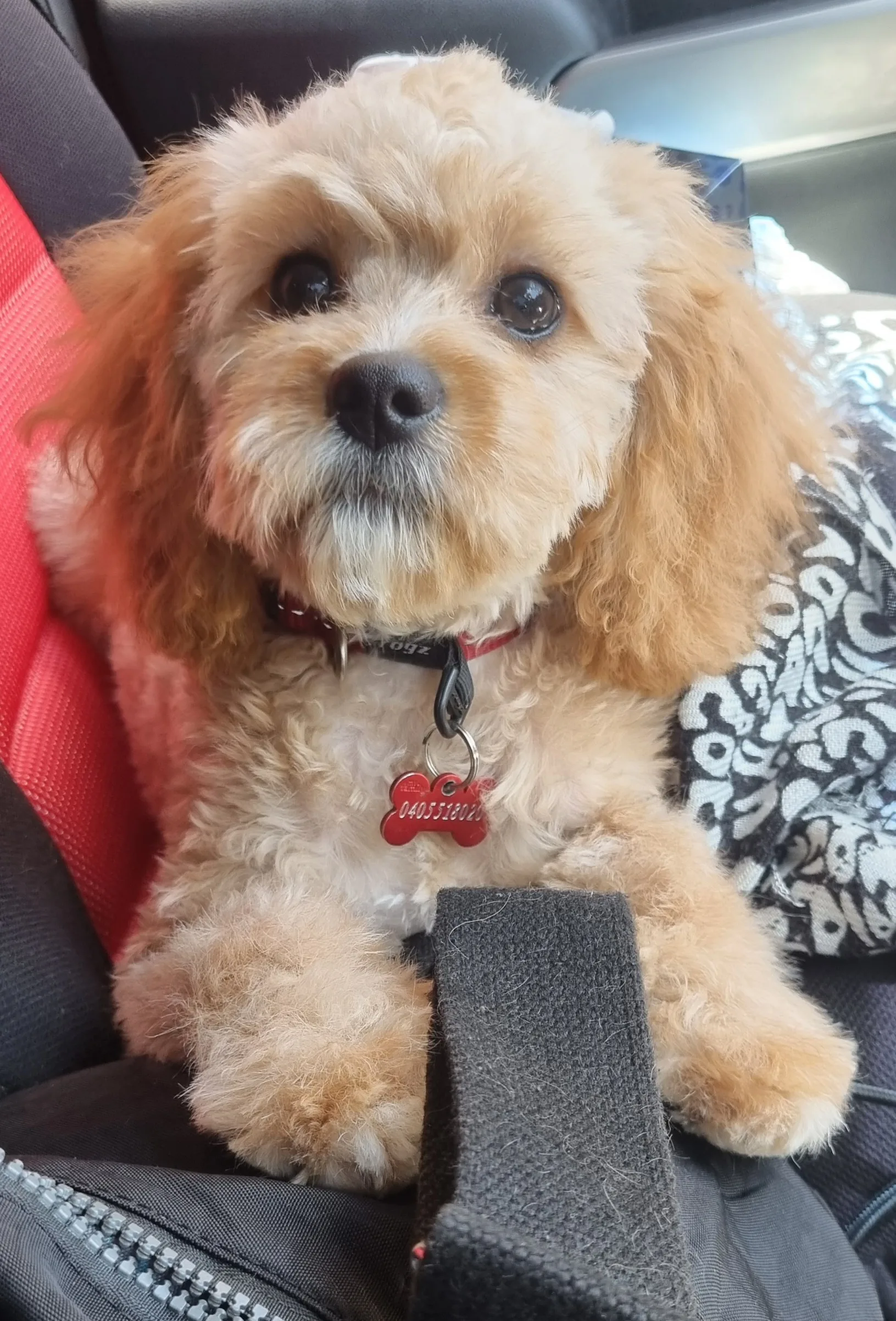 Apricot cavoodle puppy in the car with a red bone-shaped ID tag after grooming