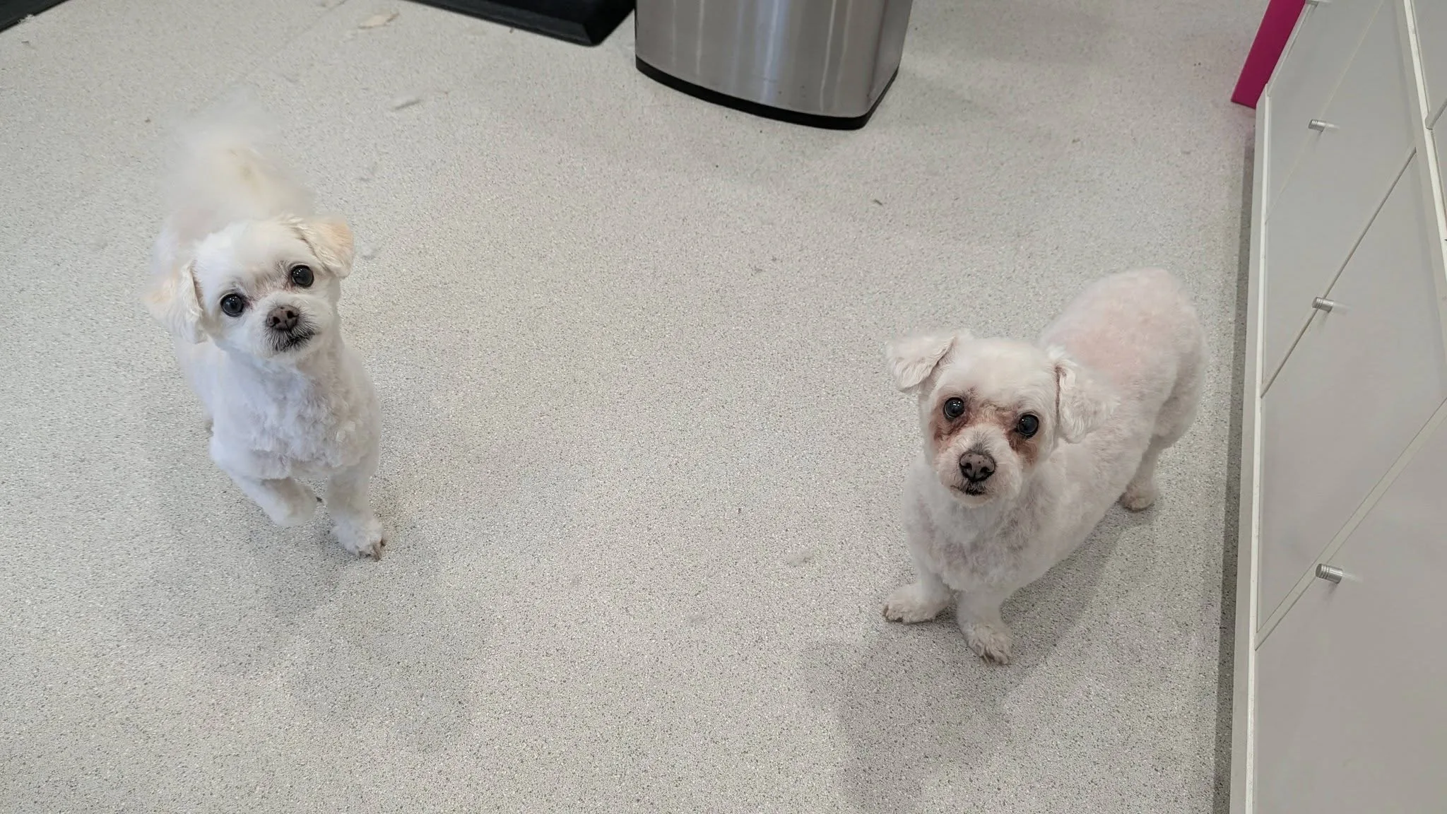 Two freshly groomed maltese-shih tzu dogs looking up on the salon floor