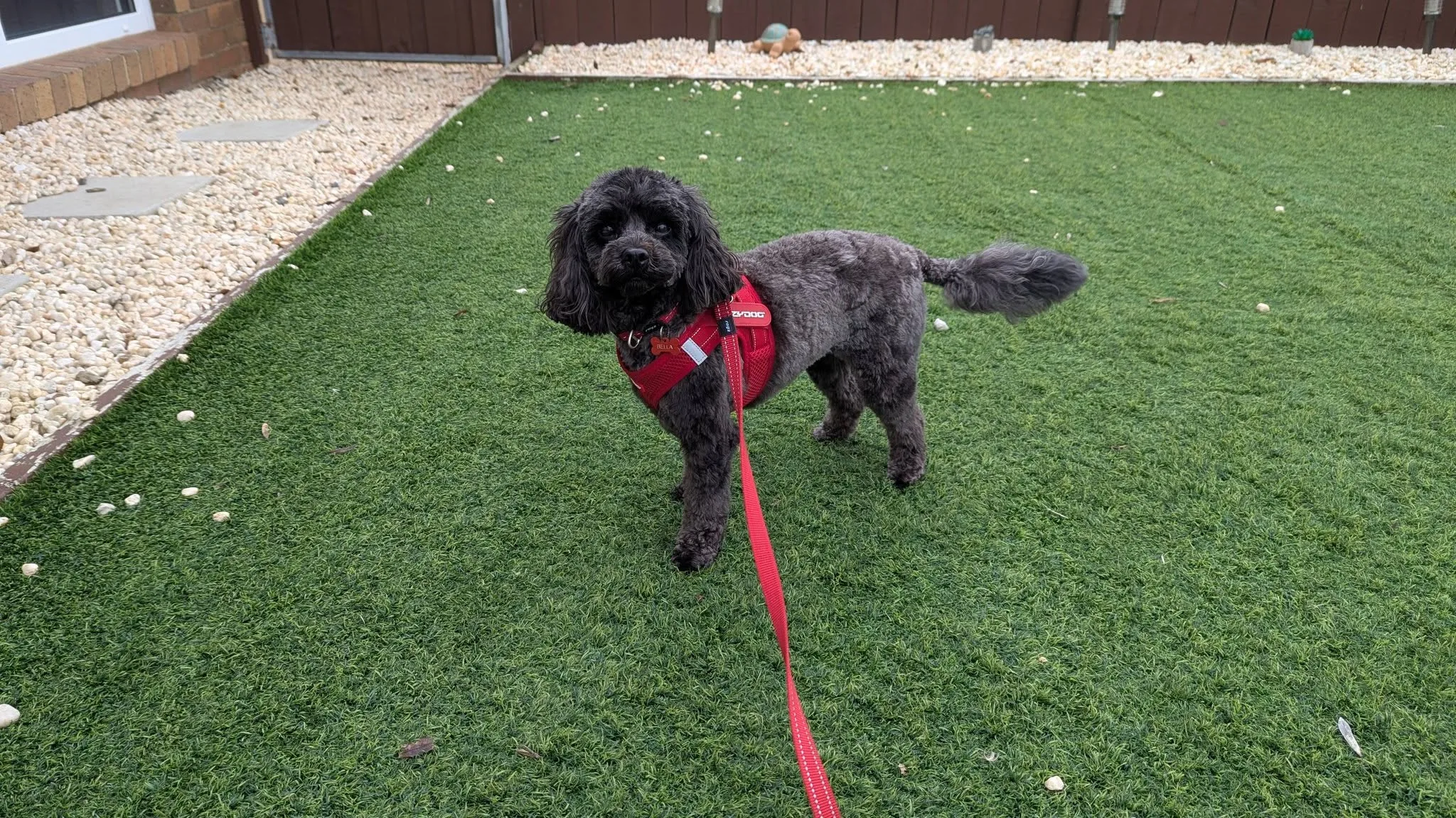 Freshly groomed black cavoodle in a red harness on the turf yard