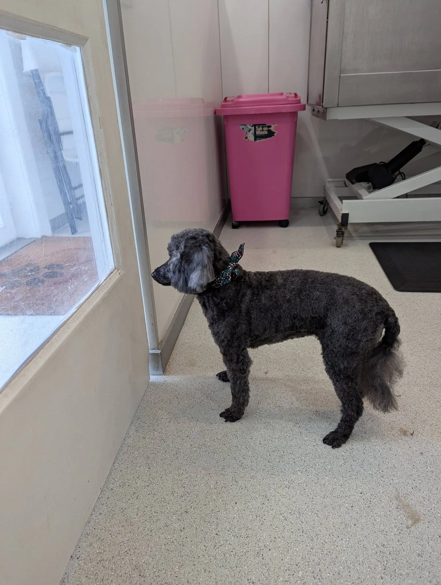 Grey standard poodle in a green bandana, side profile, salon interior
