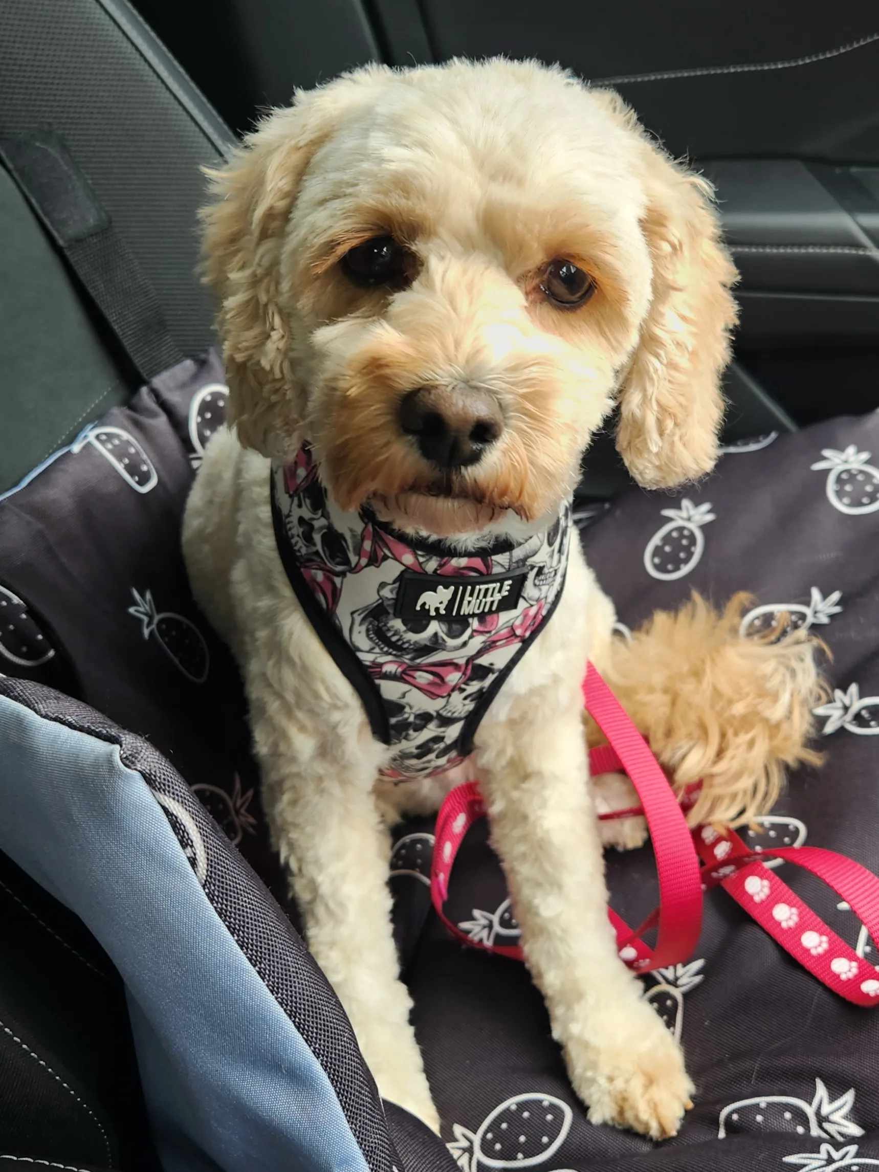 Cream cockapoo sitting in a car seat wearing a skull-print harness after grooming